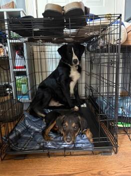 Chip -  Mixed Breed Dog for Adoption - Chip | PetCurious