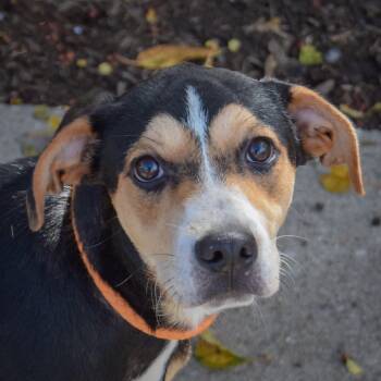 Maggie -  German Shepherd Dog and Rottweiler Dog for Adoption in Huntley, Illinois - Maggie | PetCurious