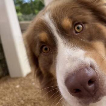 Mixed Breed Dogs Available for Adoption in Bentonville, Arkansas - Scoot | PetCurious