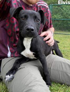 Labrador Retriever and Hound Dogs Available for Adoption - Elvis | PetCurious