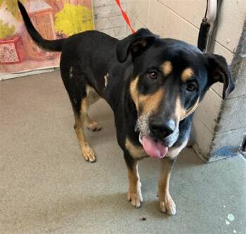 MORTY -  Rottweiler Dog for Adoption in San Bernardino, California - MORTY | PetCurious