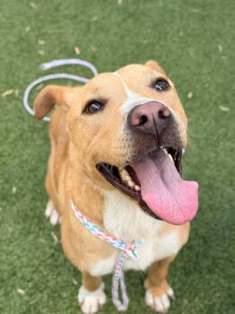Sheldon -  American Staffordshire Terrier Dog for Adoption in Portland, Maine - Sheldon | PetCurious