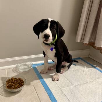 Rudy -  Treeing Walker Coonhound and Labrador Retriever Dog for Adoption in Triana, Alabama - Rudy | PetCurious