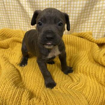 A611713 -  Pit Bull Terrier and Mixed Breed Dog for Adoption in Modesto, California - A611713 | PetCurious