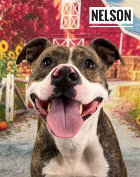 Nelson -  Mixed Breed Dog for Adoption in Flint, Michigan - Nelson | PetCurious