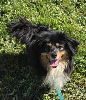 Pomeranian Dogs Available for Adoption in Salem, Oregon - Derby | PetCurious