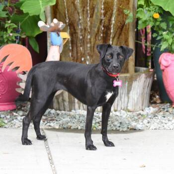 Bindi -  Retriever Dog for Adoption in Wake Forest, North Carolina - Bindi | PetCurious