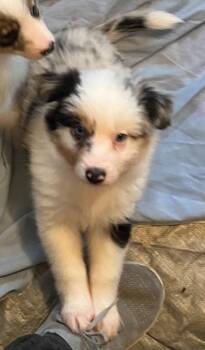Leighton -  Australian Shepherd Dog for Adoption in Thompson Falls, Montana - Leighton | PetCurious