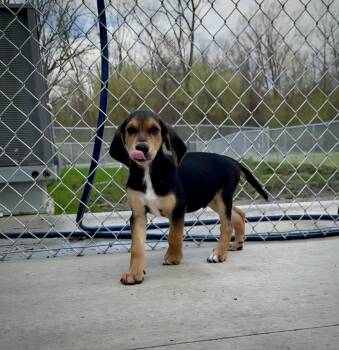 Black And Tan Coonhound Dogs Available for Adoption in Kalamazoo, Michigan - Haymitch | PetCurious