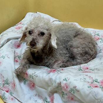IVHS-Stray-141431 -  Poodle Dog for Adoption in San Gabriel, California - IVHS-Stray-141431 | PetCurious