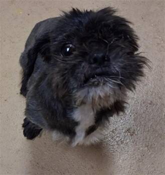 CHIEF CHIRPA -  Shih Tzu Dog for Adoption in Chula Vista, California - CHIEF CHIRPA | PetCurious