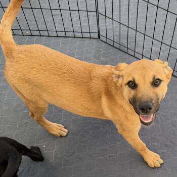 German Shepherd Dog and Golden Retriever Dogs Available for Adoption - Maple | PetCurious