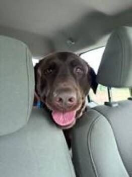 Labrador Retriever Dogs Available for Adoption in Harrisonville, Missouri - Moose | PetCurious