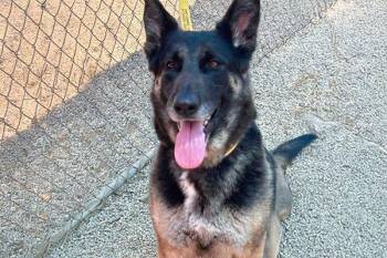 German Shepherd Dog Dogs Available for Adoption in Newport Beach, California - Glenda | PetCurious