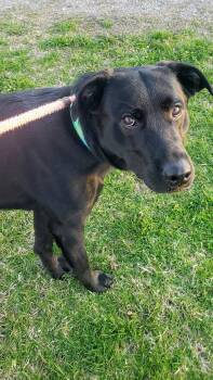 Labrador Retriever Dogs Available for Adoption in Williamsburg, Iowa - Nash | PetCurious