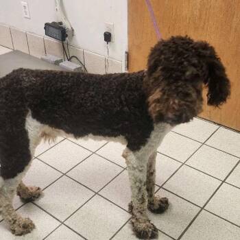 Duck Duck Goose -  Mixed Breed Dog for Adoption in Charleston, West Virginia - Duck Duck Goose | PetCurious