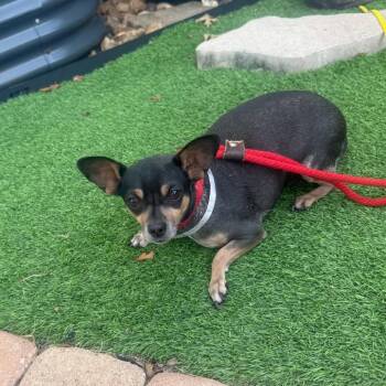 Ruthie *Arriving 10/24* D12820 -  Chihuahua and Dachshund Dog for Adoption - Ruthie *Arriving 10/24* D12820 | PetCurious