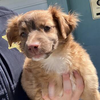 Elle -  Golden Retriever and Chihuahua Dog for Adoption in Long Beach, California - Elle | PetCurious