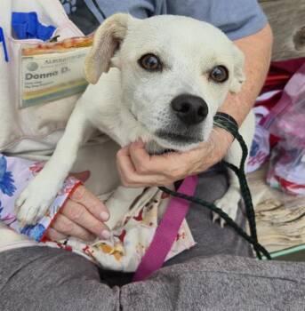 ANTHONY -  Chihuahua and Mixed Breed Dog for Adoption in Albuquerque, New Mexico - ANTHONY | PetCurious