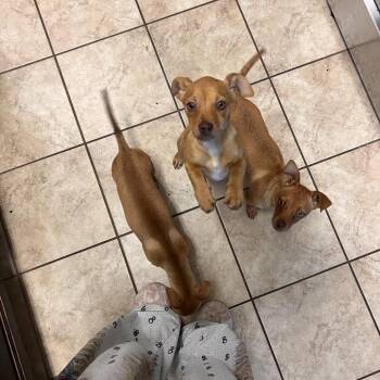 Mixed Breed Dogs Available for Adoption - Olley | PetCurious