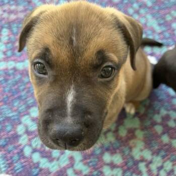 American Staffordshire Terrier Dogs Available for Adoption in Walnut Creek, California - Shagbark | PetCurious