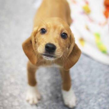 Pringles -  Hound and Mixed Breed Dog for Adoption in Atlanta, Georgia - Pringles | PetCurious