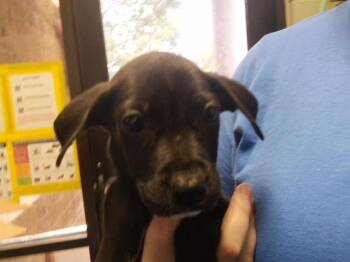 JULIUS -  Pit Bull Terrier and Mixed Breed Dog for Adoption in Tulsa, Oklahoma - JULIUS | PetCurious