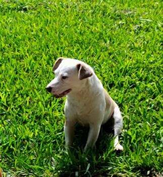 Maypearl WA14370-T -  Jack Russell Terrier and Rat Terrier Dog for Adoption in Missouri City, Texas - Maypearl WA14370-T | PetCurious