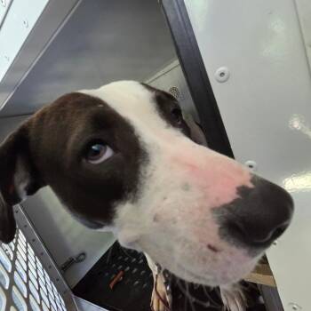 Mixed Breed Dogs Available for Adoption in Columbus, Georgia - 05/14/2026-Stray-WoddruffFarmRoad | PetCurious