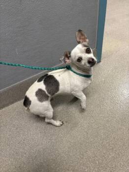 CHAPO -  Chihuahua Dog for Adoption in Las Vegas, Nevada - CHAPO | PetCurious