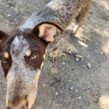 Canella -  Australian Cattle Dog Blue Heeler and Mixed Breed Dog for Adoption in Bend, Oregon - Canella | PetCurious