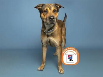 REPTAR -  Anatolian Shepherd and Rottweiler Dog for Adoption in Phoenix, Arizona - REPTAR | PetCurious