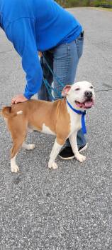 Rescue Pit Bull Terrier Dogs for Adoption in Huntsville, Alabama - Levi | PetCurious