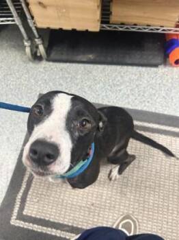 Rescue Mixed Breed Dogs for Adoption in Charleston, South Carolina - Moon | PetCurious