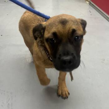 Pug and Mixed Breed Dogs Available for Adoption in Richmond, California - NELLIE | PetCurious