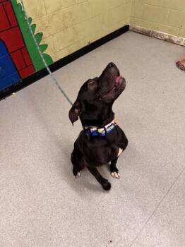 Rescue Pit Bull Terrier Dogs for Adoption in Indianapolis, Indiana - BLACKJACK | PetCurious