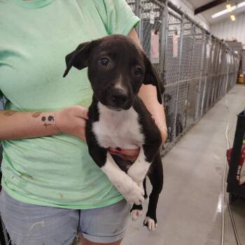 Taylor -  Boxer and Mixed Breed Dog for Adoption - Taylor | PetCurious
