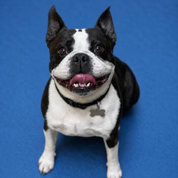 Boston Terrier and Mixed Breed Dogs Available for Adoption in Riverside, California - Cricket | PetCurious