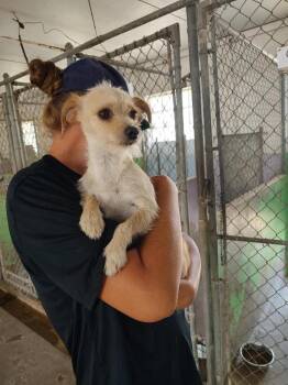 Queenie -  Border Terrier and Terrier Dog for Adoption in Aurora, Colorado - Queenie | PetCurious