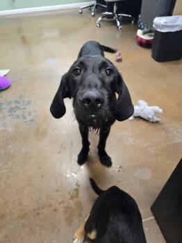 Pistol Pete -  Goldendoodle and Black And Tan Coonhound Dog for Adoption in Boonville, Missouri - Pistol Pete | PetCurious