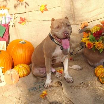 Rescue American Staffordshire Terrier and Shar Pei Dogs for Adoption in Brookeville, Maryland - Scooby | PetCurious