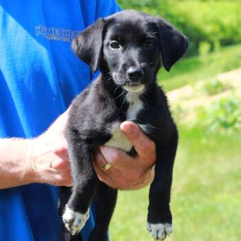 CT Luna Moth avail Jul 18 (Petco- Enfield, CT) -  Labrador Retriever and Mixed Breed Dog for Adoption in Eastford, Connecticut - CT Luna Moth Avail Jul 18 (Petco- Enfield, CT) | PetCurious