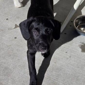 Labradoodle and German Shepherd Dog Dogs Available for Adoption - KIT | PetCurious