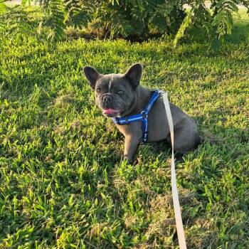 Paloma -  French Bulldog Dog for Adoption in Jackson, Missouri - Paloma | PetCurious