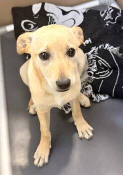 Terrier and Cattle Dog Dogs Available for Adoption in Fort Worth, Texas - Amber | PetCurious