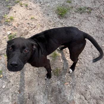 Baby Girl -  Mixed Breed Dog for Adoption in Lake Panasoffkee, Florida - Baby Girl | PetCurious