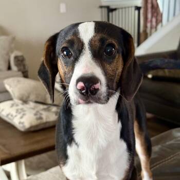 Beagle and Chihuahua Dogs Available for Adoption - Peanut | PetCurious
