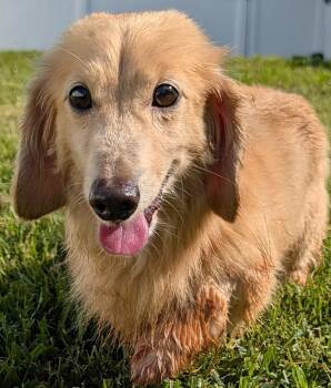 Adam in TN -  Dachshund Dog for Adoption in Shelbyville, Tennessee - Adam In TN | PetCurious