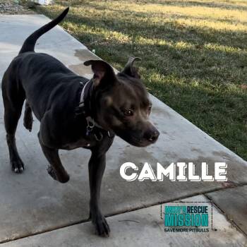Camille -  American Staffordshire Terrier and Pit Bull Terrier Dog for Adoption in Torrance, California - Camille | PetCurious