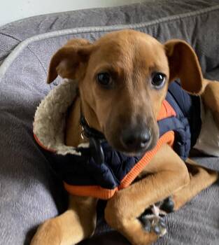 Rescue Miniature Pinscher Dogs for Adoption in Toronto, Ontario - HOLLY - 5mths | PetCurious